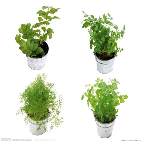 ӡȶس̨ʩϿף ǿ